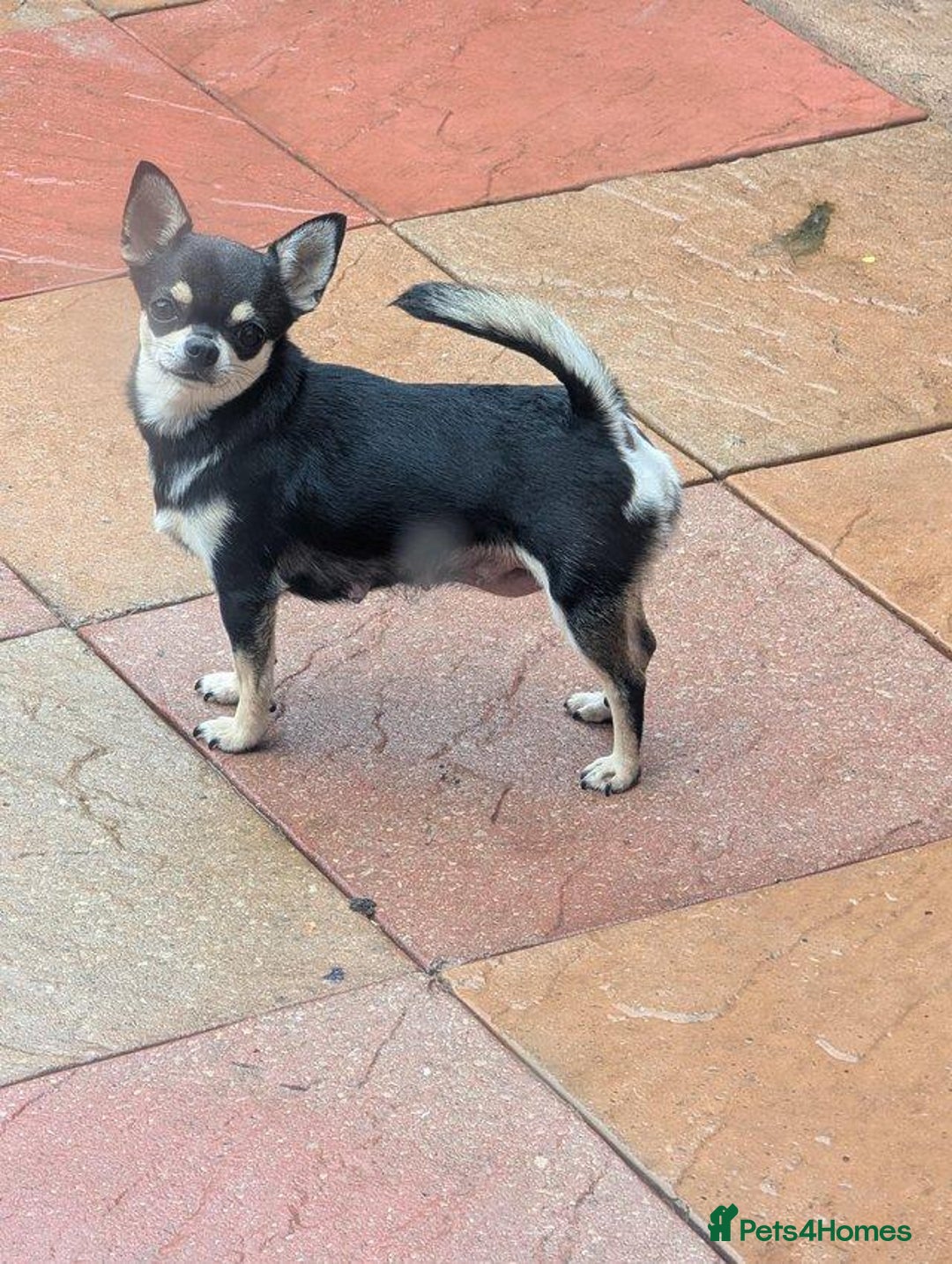 Chihuahua dogs for sale: potential smooth coat Chihuahua puppies - Image 2