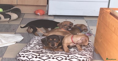 Mixed Breed dogs - Advert 8