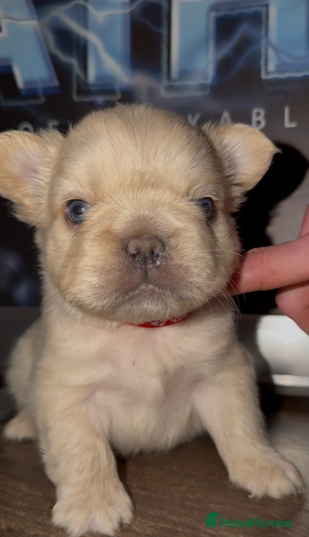 French Bulldog dogs for sale: Top quality fluffy Frenchbulldogs - Advert 5