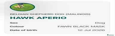 Belgian Shepherd Dog 2