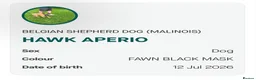 Belgian Shepherd Dog dogs for sale: Kc registered belgian malinois  - Advert 3