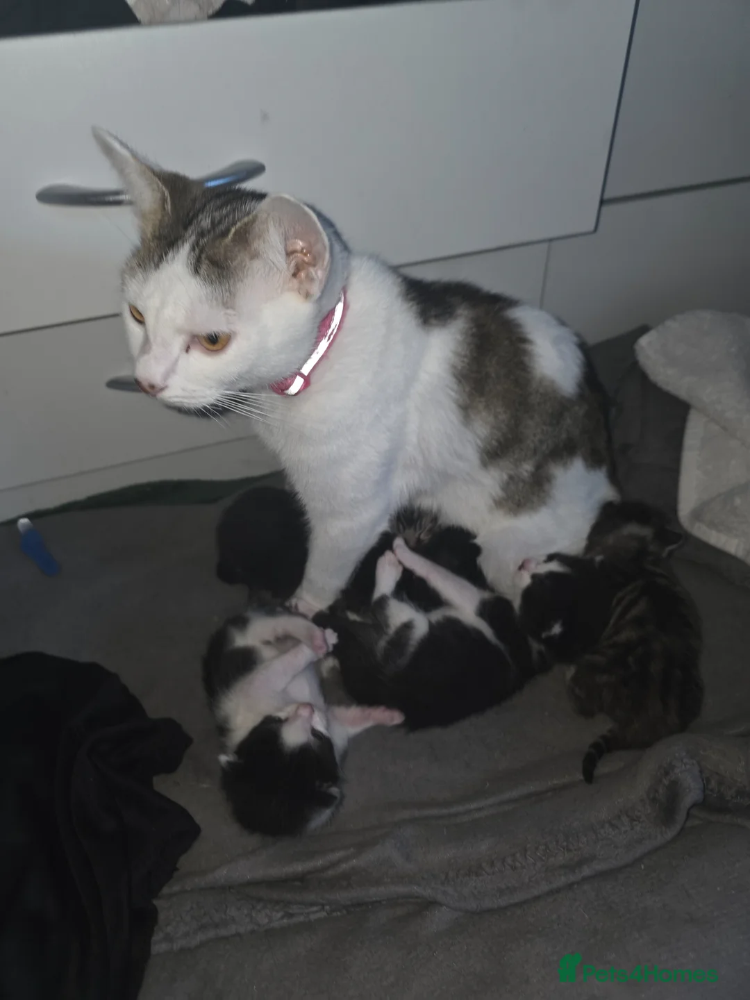 Mixed Breed cats for sale: 7 kittens looking for forever homes  - Advert 1