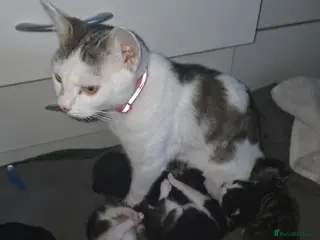 Mixed Breed cats 7 kittens looking for forever homes - Advert 2