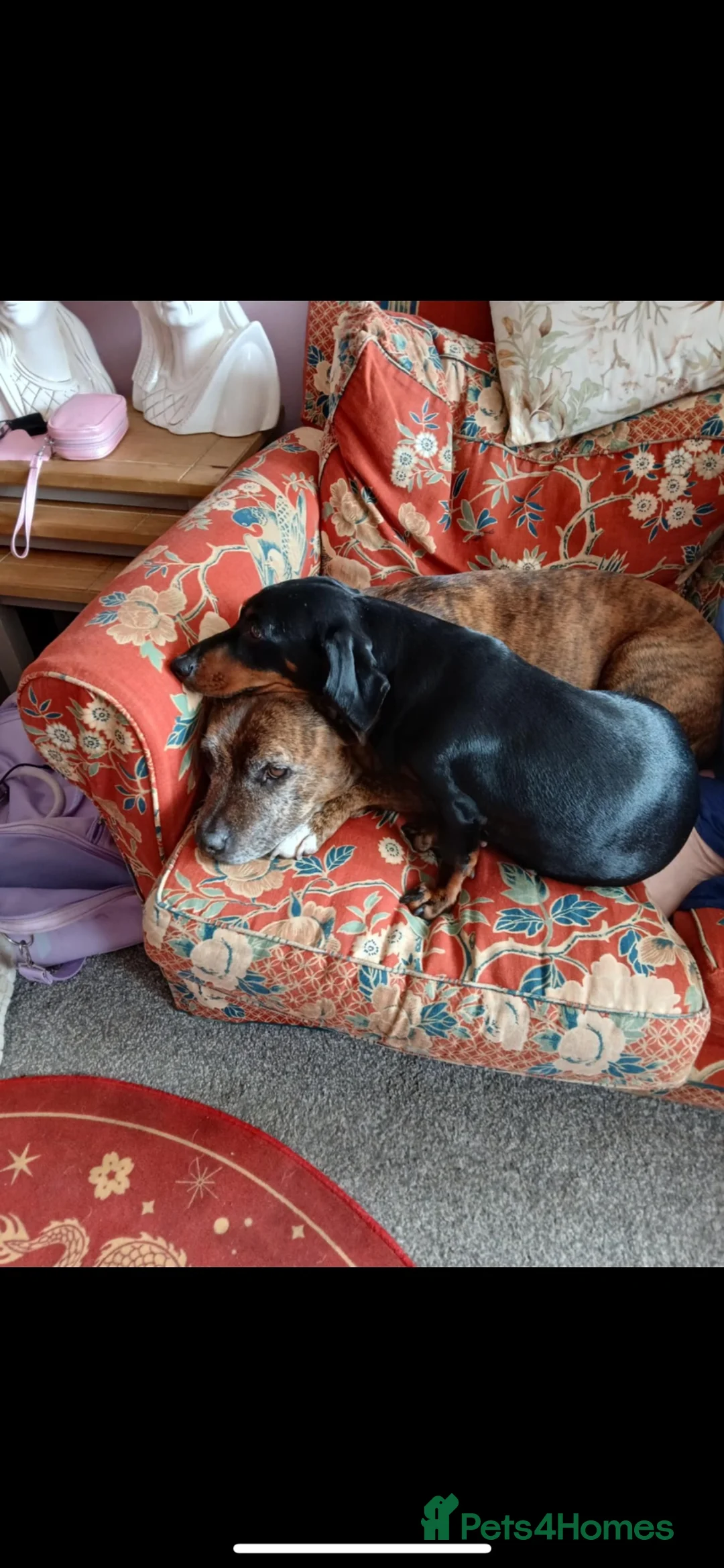 Dachshund dogs for sale: Adult Dachshund female  - Advert 11