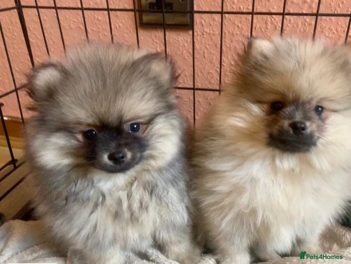 Pomeranian dogs Adorable KC Registered Pomeranian Boys - Advert 2