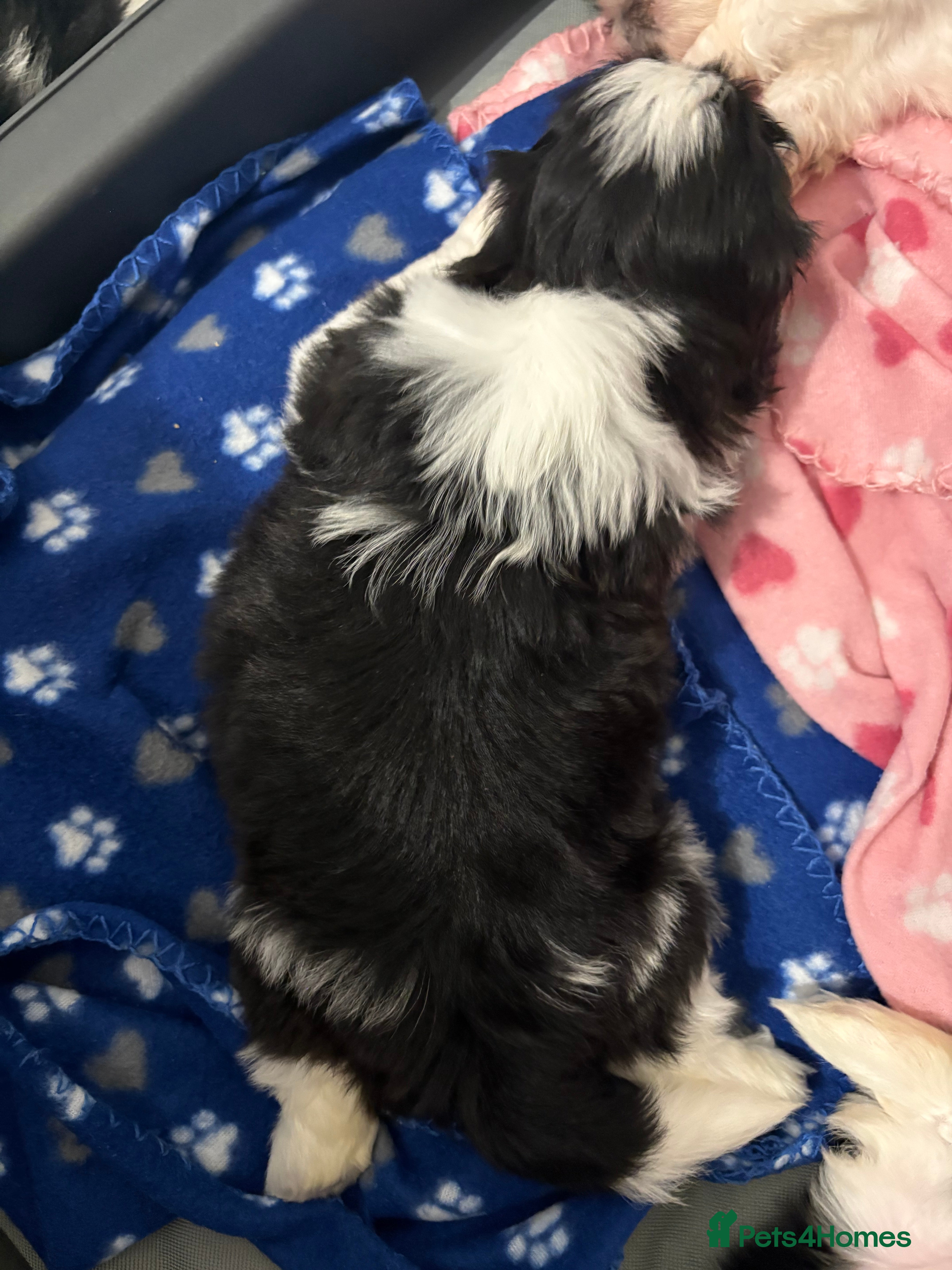 Shih Tzu dogs Beautiful Home reared Shih Tzu Puppies - Advert 2