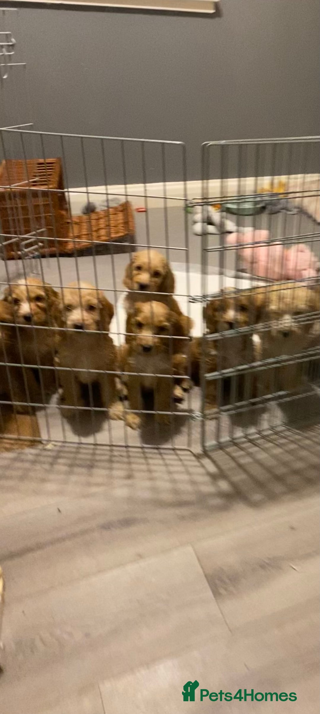 Labradoodle dogs for sale:  Australian Labradoodles Show Cocker Spaniel - Image 19
