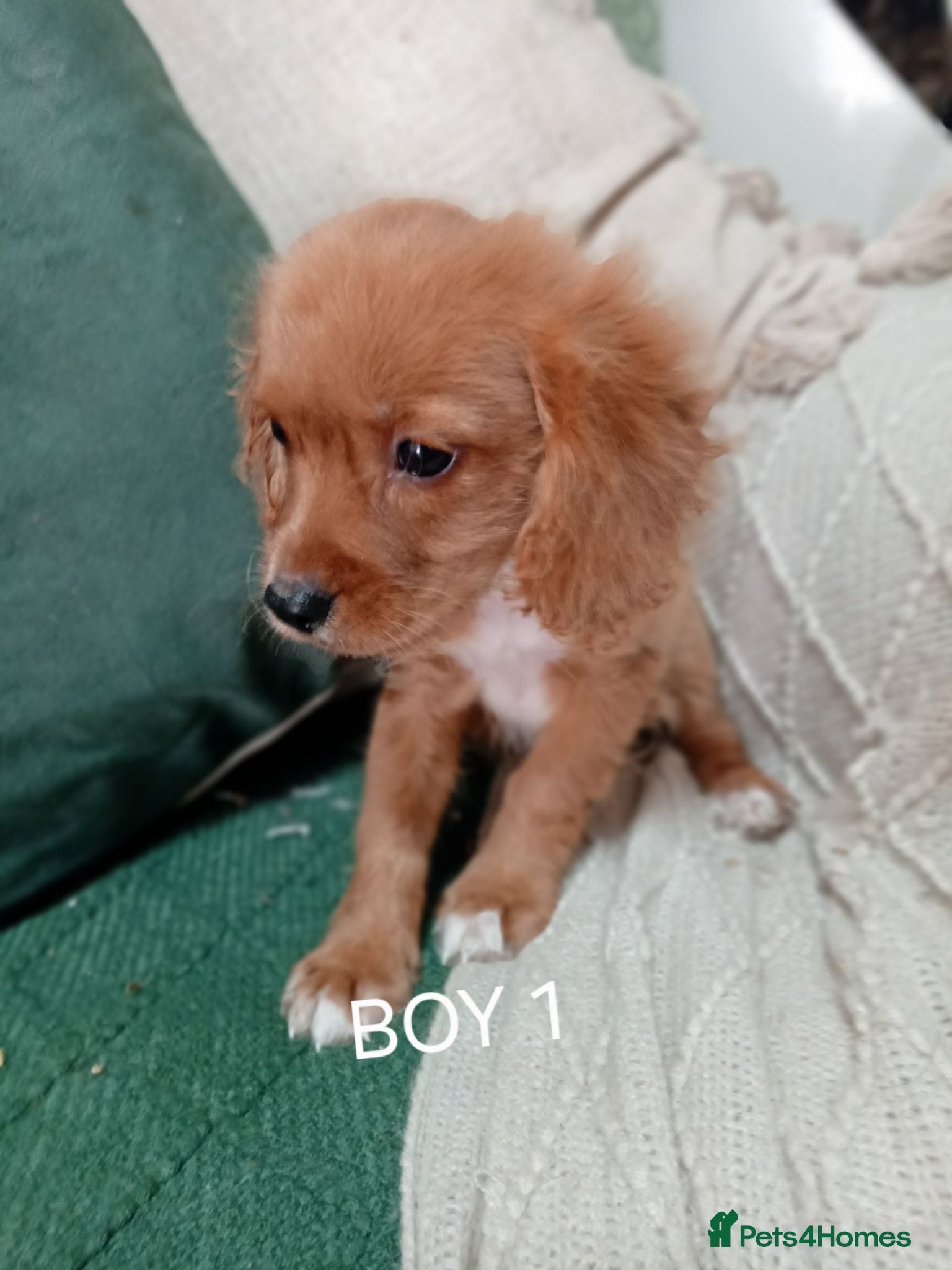 Cavapoo dogs A BEAUTIFUL LITTER OF CAVAPOO BABIES - Advert 2
