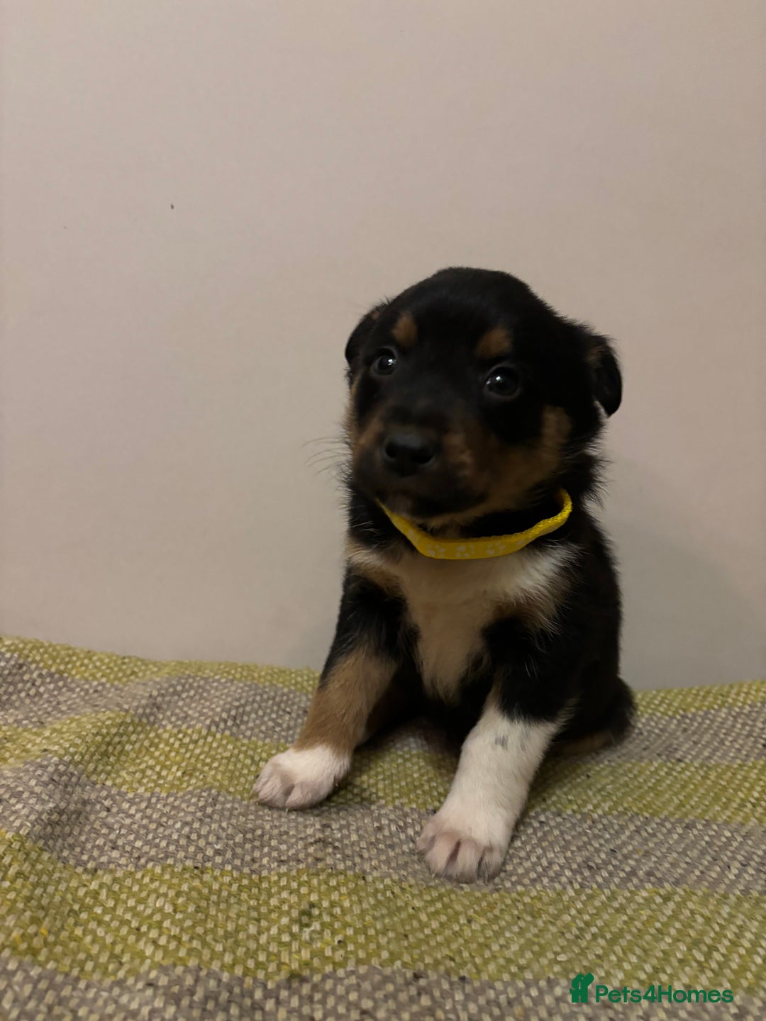 Border Collie dogs for sale: Puppies for sale  - Advert 3