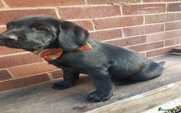 Labrador Retriever dogs for sale: KC Registered Labrador puppies  - Image 27