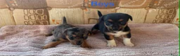 Jack Russell dogs for sale: Jack Russell  - Advert 1