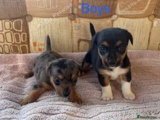 Jack Russell dogs Jack Russell - Advert 1