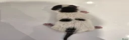 Domestic Shorthair cats for sale: Tuxedo kittens  - Advert 3