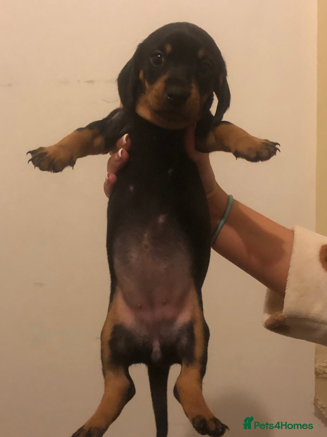 Dachshund dogs for sale: Dachshund puppies  - Image 1