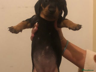 Dachshund dogs - Advert 1
