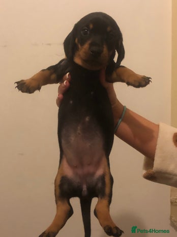 Dachshund dogs - Advert 1