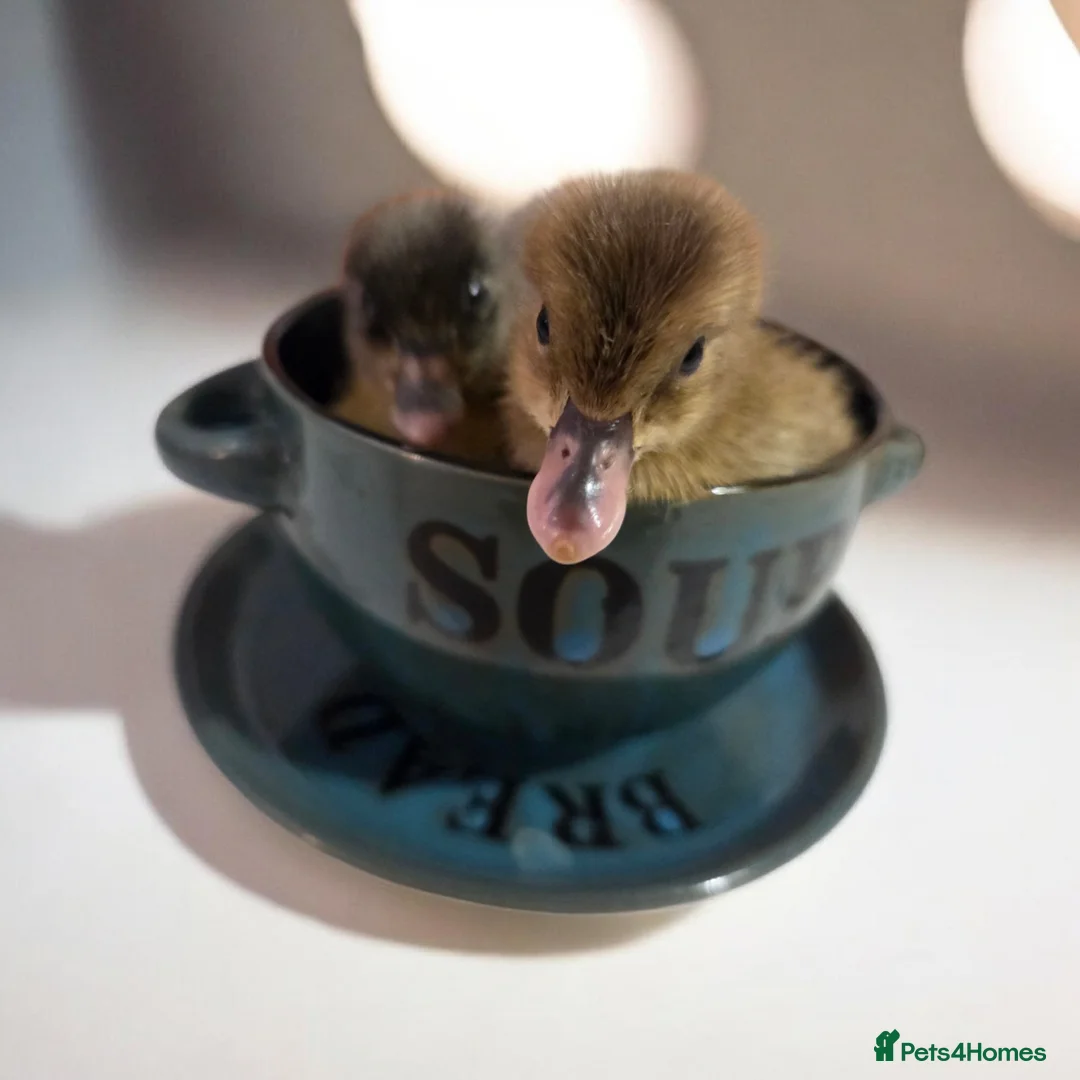 Ducks poultry for sale: Cherry Valley Ducklings in Witham - Advert 1