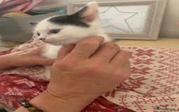 Ragdoll cats for sale: Ragdoll x - Image 8