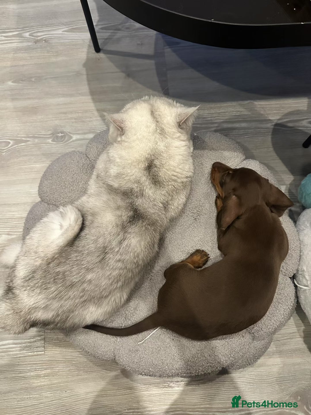 Dachshund dogs for sale: Adorable, Affectionate Dachshund Puppy for Sale🥰 - Advert 5