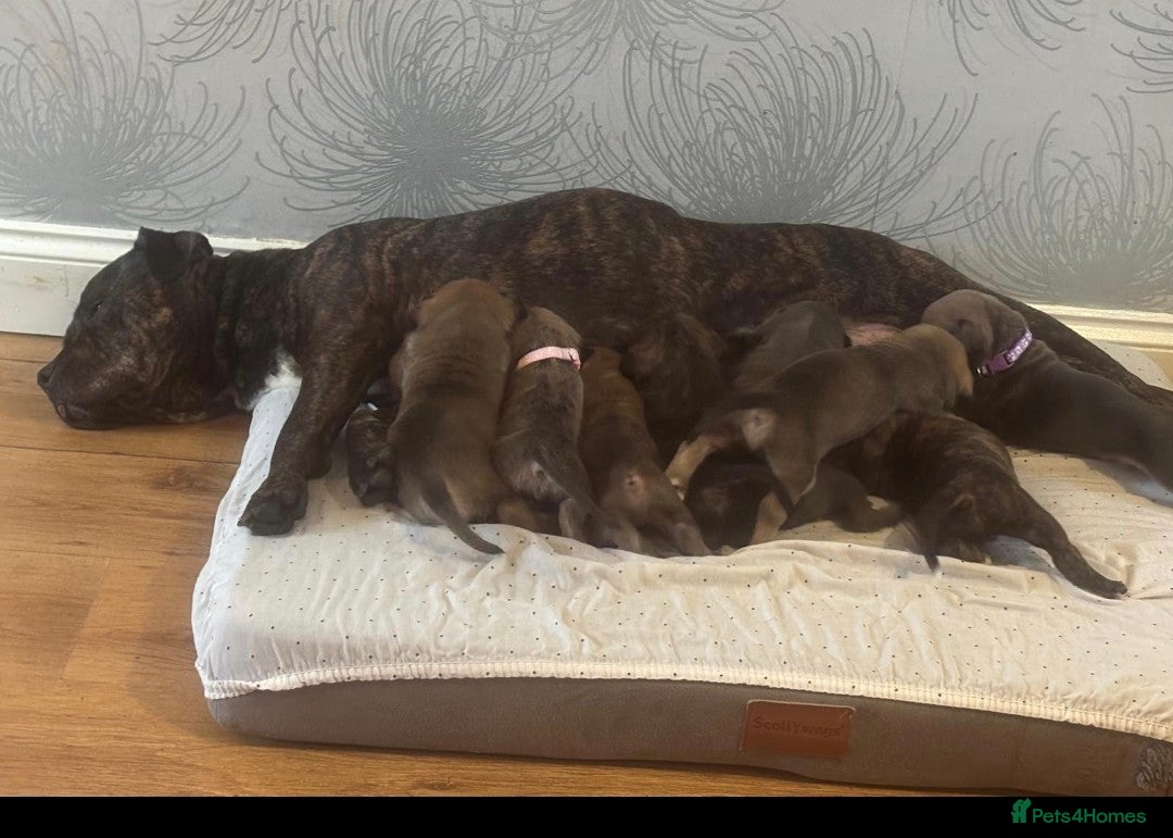 Cane Corso dogs for sale: Mum (3/4 cane corse) Dad (Full Cane corso)KANO - Advert 1