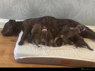Cane Corso dogs Mum (3/4 cane corse) Dad (Full Cane corso)KANO - Advert 1
