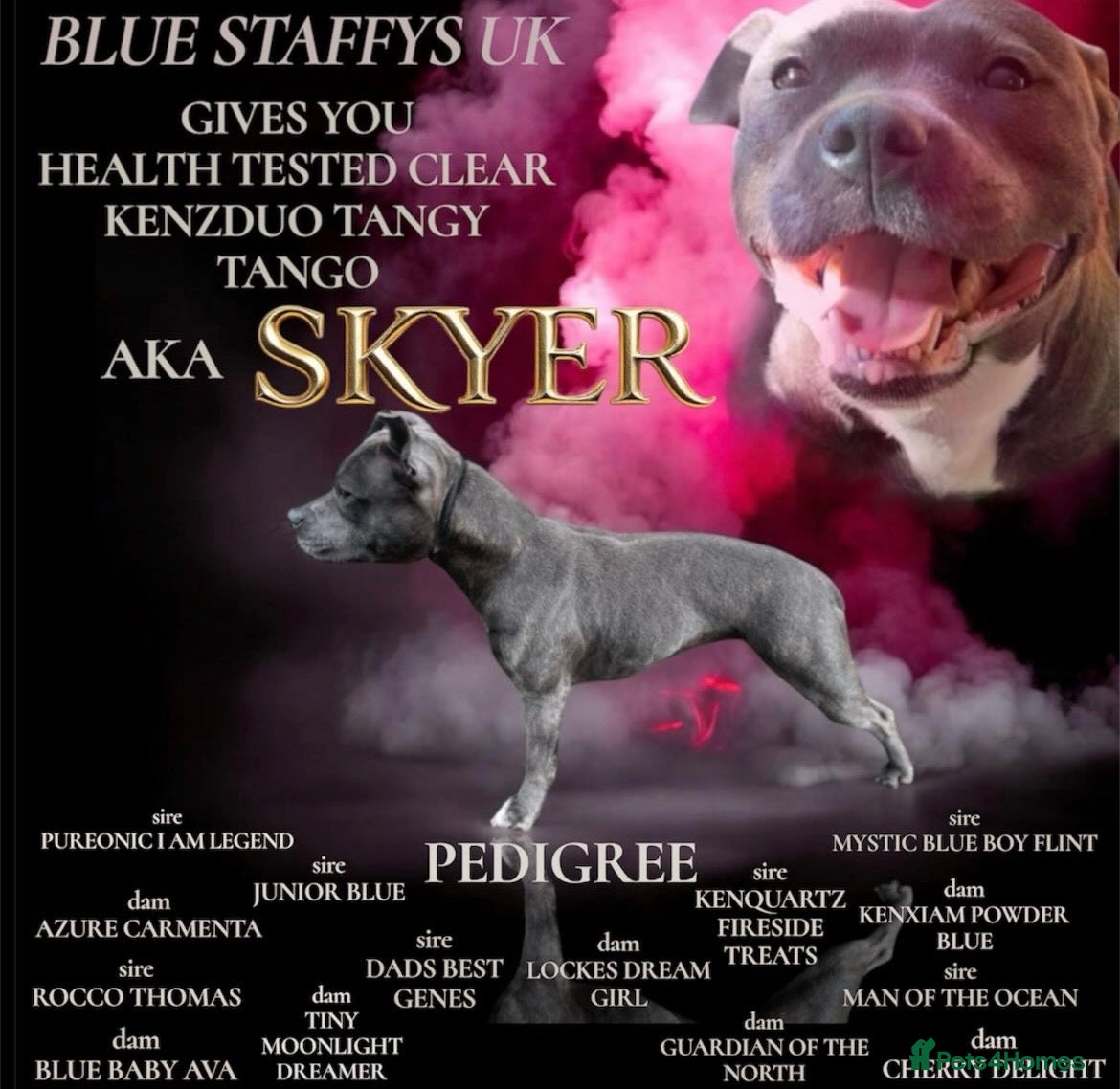 Mixed Breed dogs French staffys  - Advert 1