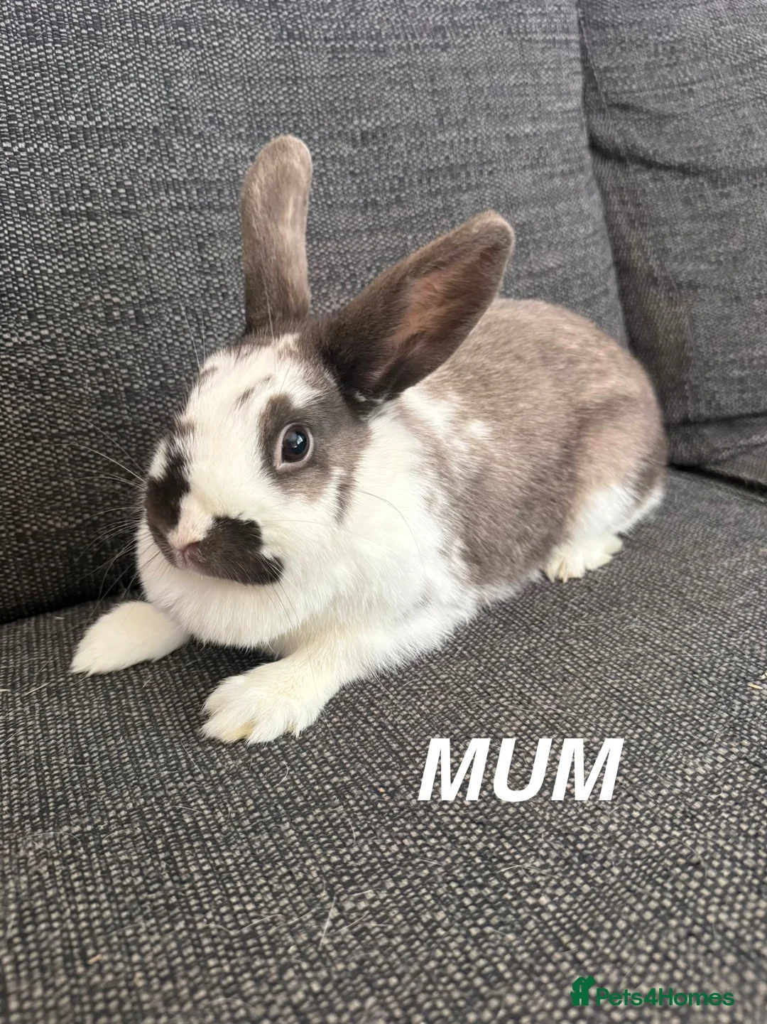 Mixed Breed rabbits for sale: Two Girl Bunnies for sale 💕 in St Albans - Advert 8