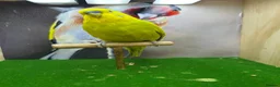 Budgerigars birds for sale: Mixed budgies  - Advert 7