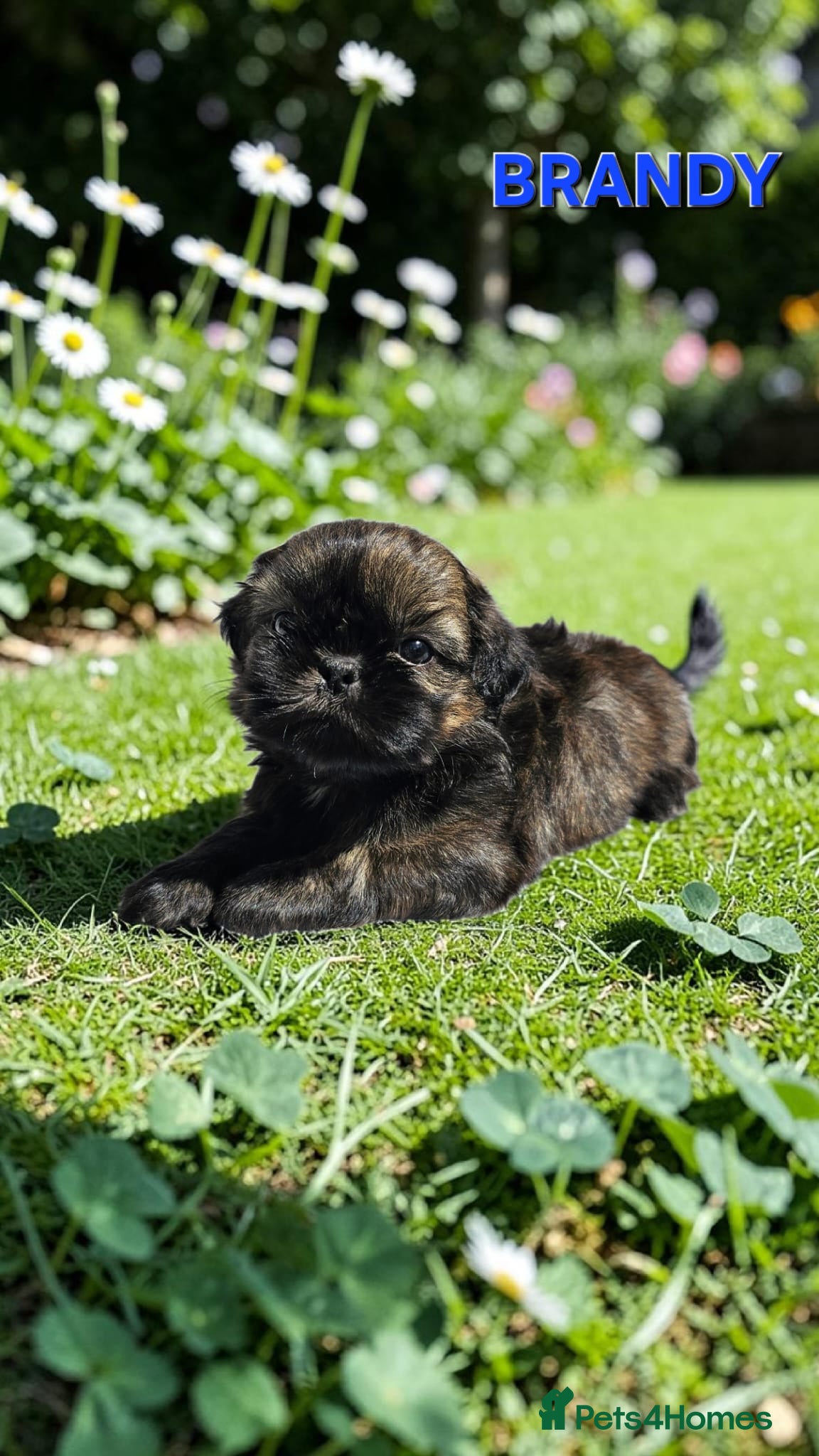 Shih Tzu dogs STUNNING PURE STANDARD SHIH TZU  - Advert 6