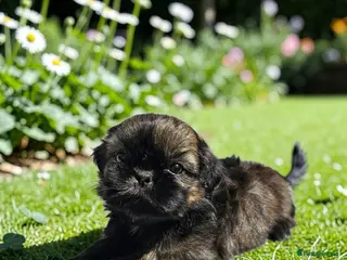 Shih Tzu dogs STUNNING PURE STANDARD SHIH TZU - Advert 6