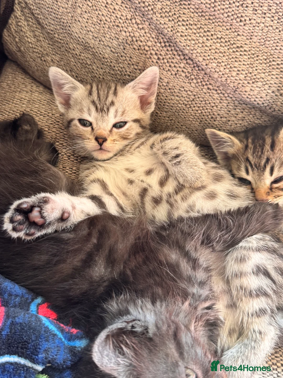 Mixed Breed cats for sale: Mixed breed British shorthair tabby  in Leicester - Advert 1