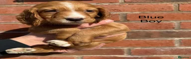 Blue Boy