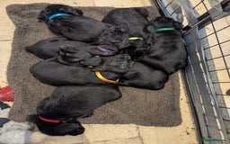 Mixed Breed dogs for sale: Stunning Puppies Ready to go 10 November - Image 1