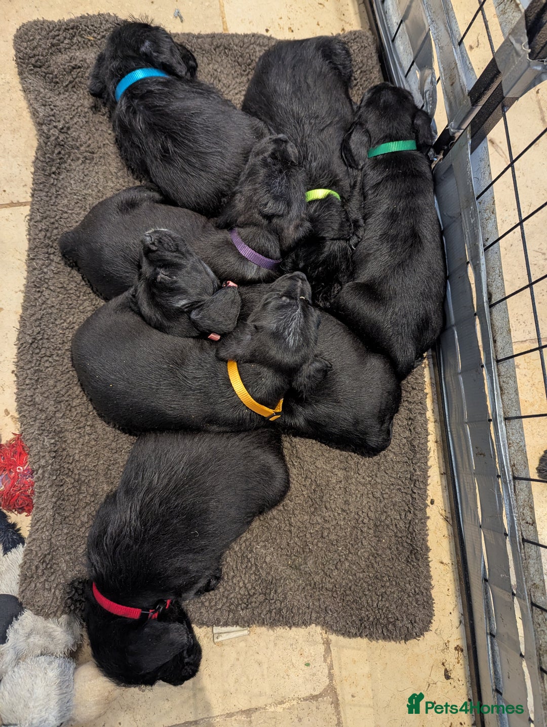 Mixed Breed dogs for sale: Stunning Puppies Ready to go 10 November - Image 1