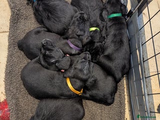 Mixed Breed dogs - Advert 1