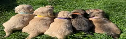 Miniature Dachshund dogs for sale: 5 of the most gorgeous Cream Dachshunds! - Advert 9
