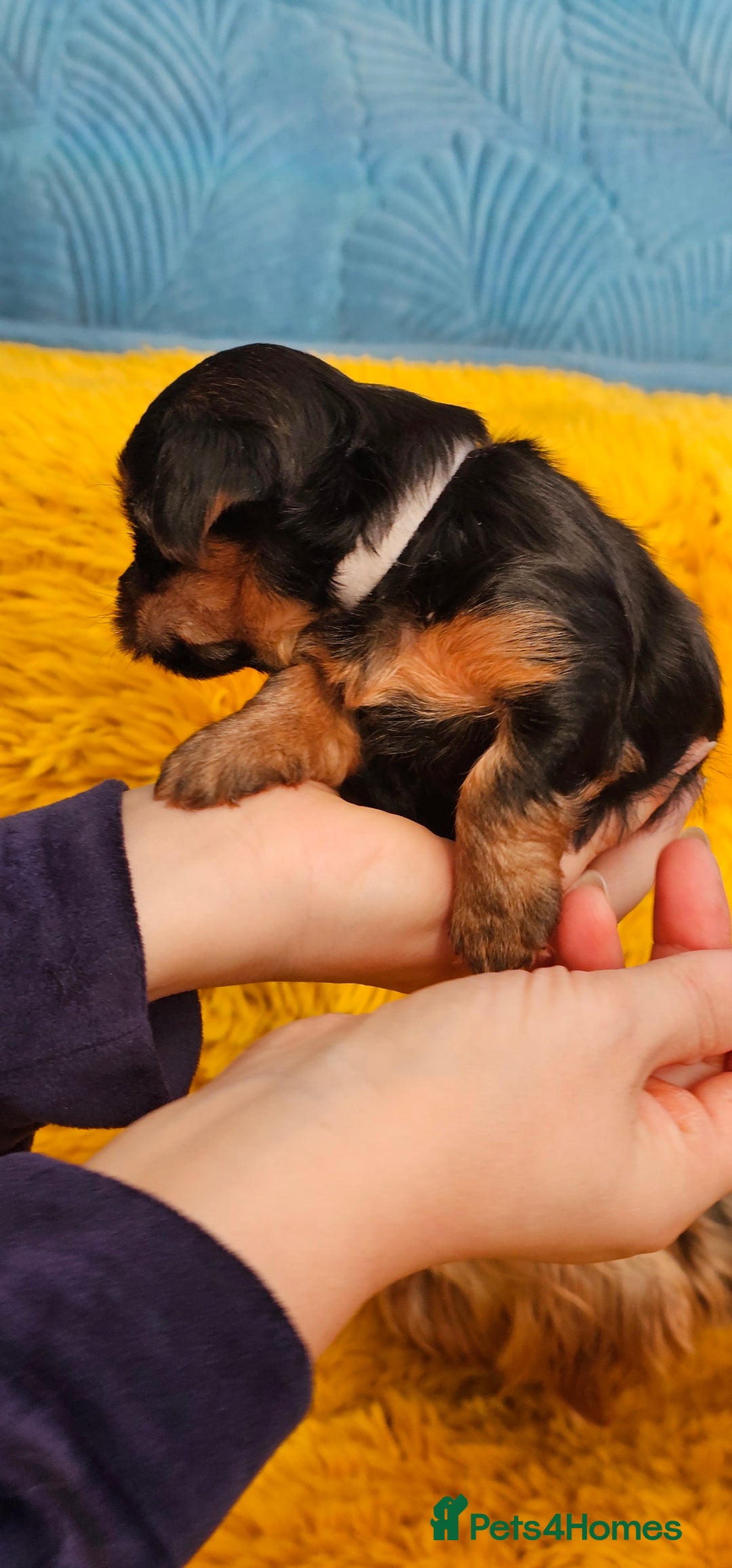 Yorkshire Terrier dogs for sale: Yorkshire Terrier puppies - Advert 13