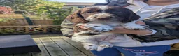 Cocker Spaniel dogs for sale: Cocker Spaniel Worker PUPPY 💙❤️,1BOY💙 ,1GIRL♥️ - Advert 4