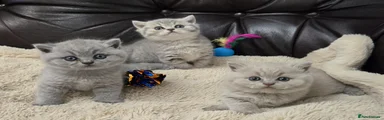 British Shorthair Kitten Lilac boy 