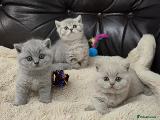 British Shorthair cats GCCF registered Imperial Grand Champion dad 🏆😍 - Advert 1