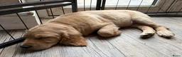 Mixed Breed dogs for sale: Golden Doodle puppies for sale  - Advert 3