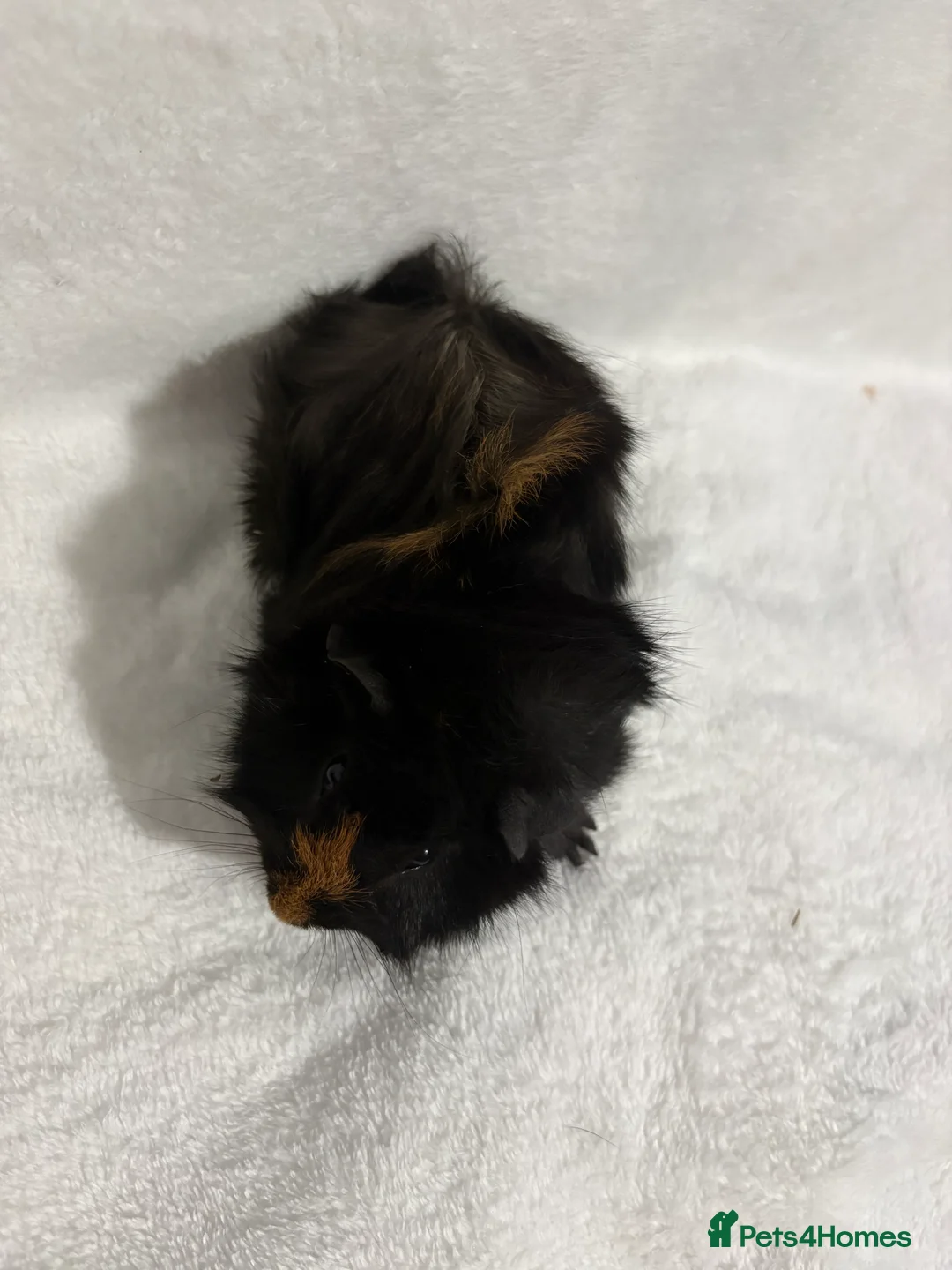 Guinea Pig rodents for sale: Baby boar for sale - Advert 2