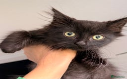 Russian Blue cats for sale: Crossed Russian Blue Kitten - Advert 5