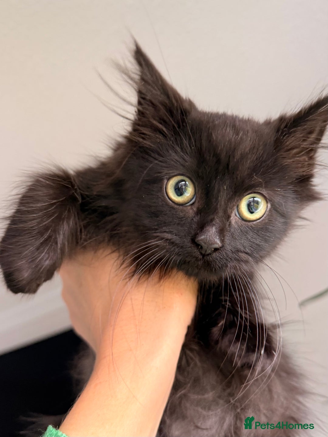 Russian Blue cats for sale: Crossed Russian Blue Kitten - Advert 5