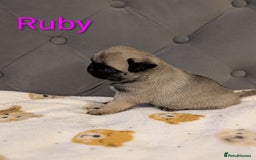 Pug dogs for sale: Pug Puppies - Image 3