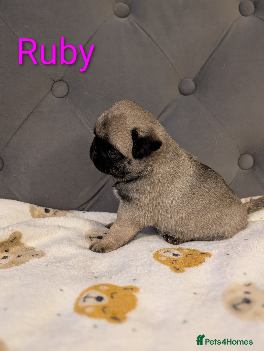 Pug dogs for sale: Pug Puppies - Image 3