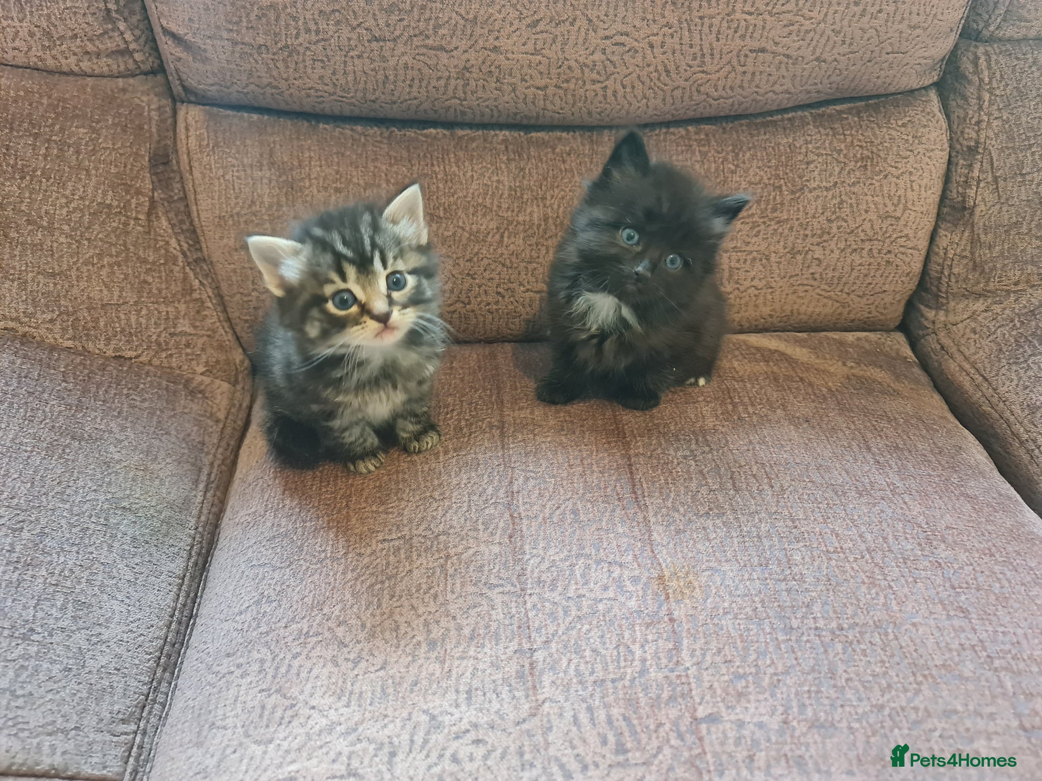 Mixed Breed cats 2 brother kittens for sale - Advert 18