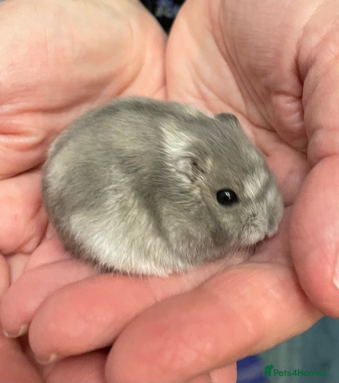 Hamster rodents for sale: Baby Winter White Russian hamsters from show stock - Image 20