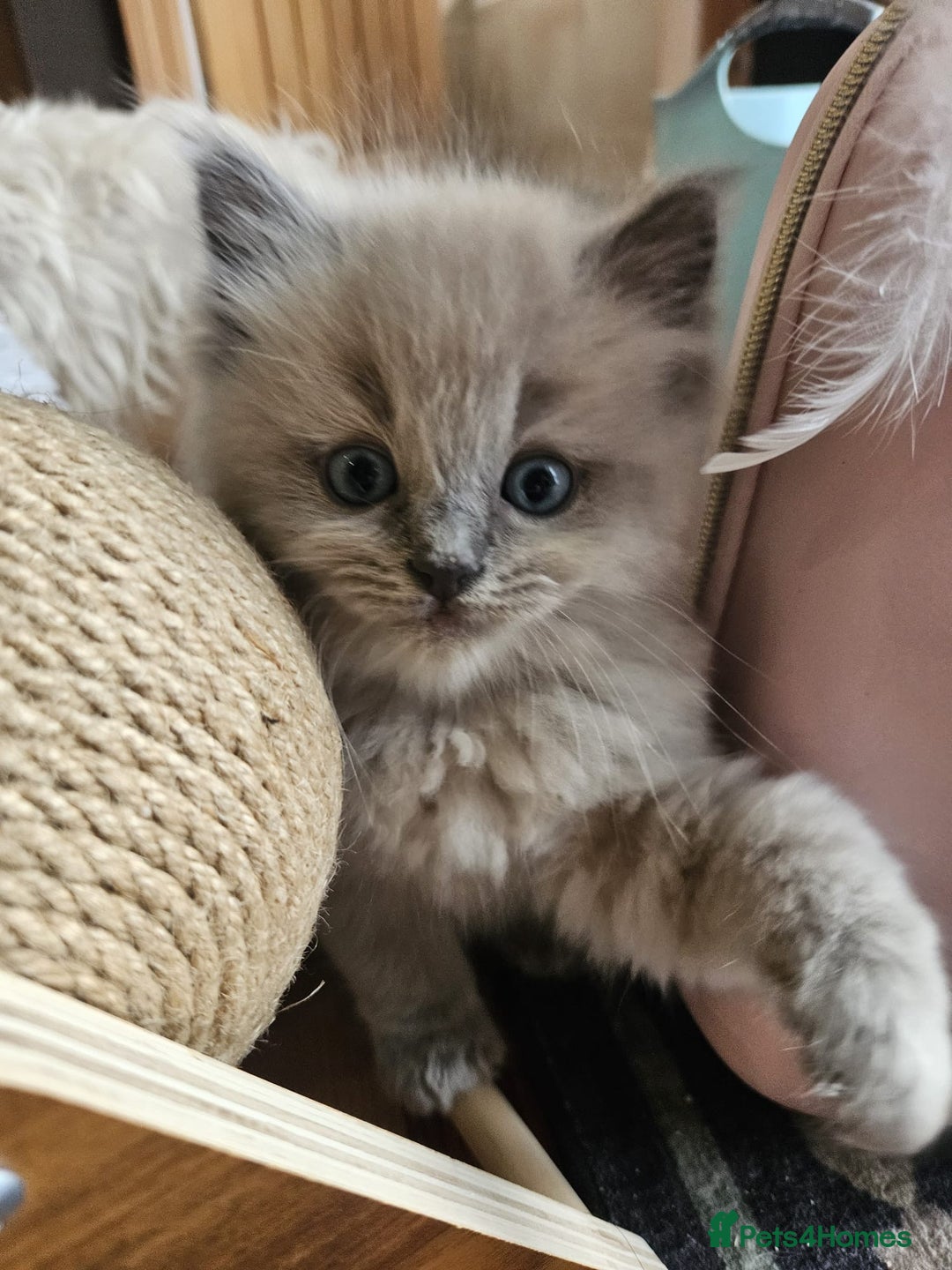 Ragdoll cats for sale: Ragdoll Kittens Rare colourings - Advert 5