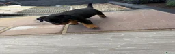 Rottweiler dogs for sale: FULLKC GERMAN LINES🏆💙 2BOYS LICENSED BREEDER 5⭐️ - Advert 20